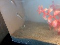 4 New Cichla Sp. Orinocensis