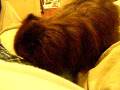 videos de Psycho dog going to town (Part 1)