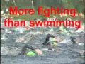 Ironman Triathlon Lake Placid