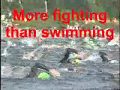 Ironman Triathlon Lake Placid