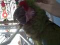 videos de Oliver getting scritches