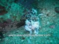 Harlequin shirmp sea rider dive center Harlequin shirmp sea rider dive center