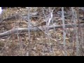 Whitetail Deer Hunt Part 2