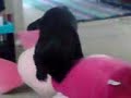 dog shagging piglet