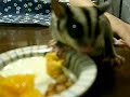 sugar glider