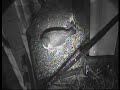 2008 Derby Peregrine Falcon (7) - Is egg-laying near?