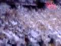 Aggies upset 7th ranked Longhorns, fans rush court