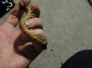Scolopendra heros, arizonensis colorform: Handle & About hi