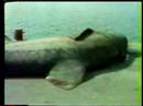 LE REQUIN