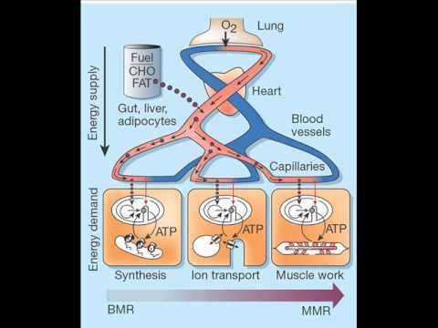 how to control bmr