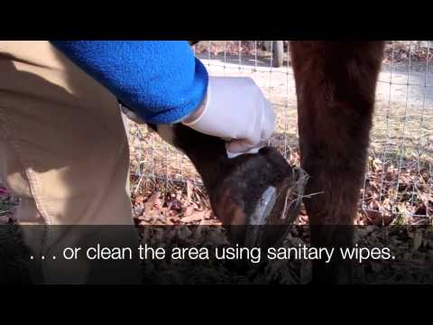 how to treat mud fever