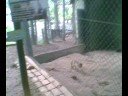 Macaquinhos do Horto Florestal de São Vicente - SP Macaquinhos do Horto Florestal de São Vicente - SP