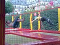 dubble salto et demi