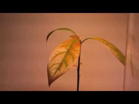 how to plant avocado