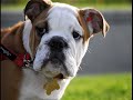 Dogs and Puppies- You\ Dogs and Puppies- You\