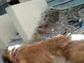 Large Dog 3