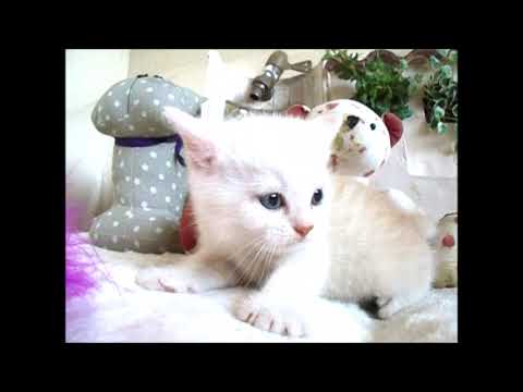 YouTube Preview Image