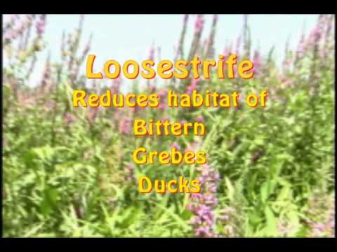 how to control purple loosestrife