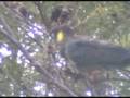 videos de Black cockatoo
