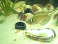Lamprologus kungweensis