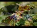 "Butterfly-Lovers" - Vanessa Mae (Violin Concerto)
