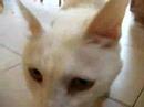 Re: For:REBunni and her Kitty.R.I.P. :)