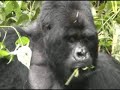 Silverback Gorilla in Rwanda Silverback Gorilla in Rwanda