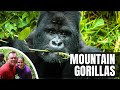 Silverback Gorilla in Rwanda