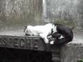 Crime Scene