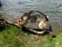 Jerry Three Legged Dog Swimming at Lake San Cristobal Jerry Three Legged Dog Swimming at Lake San Cristobal