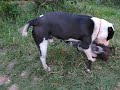 dogs at my house, dancing to the tune of 
