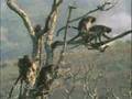 videos de Toma chango tu banana