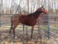 videos de new horse.... MAGIC!!