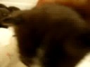 Cute big head kitty