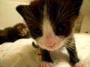 Cute big head kitty