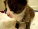 Cute big head kitty
