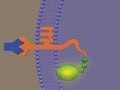 SIGNAL TRANSDUCTION