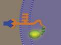 Signal Transduction
