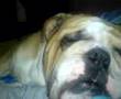 Bulldog Roncando