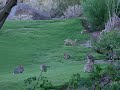 jackrabbit jackrabbit