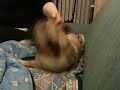 Pugattack