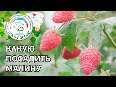 Малина ремонтантная или обычная. Какую малину посадить