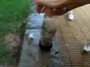 lo pibe del bas - coca light