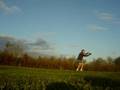 Boomerang endurance
