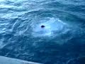 orkney peir jumping in january