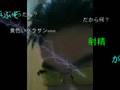 田村亮子 & 野口みずき 衝撃の引退 記者会見 中国オリンピック