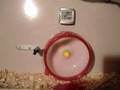 Speed Rekord Hamster