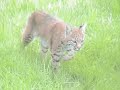Wild bobcat caught on video in bellingham, wa Wild bobcat caught on video in bellingham, wa