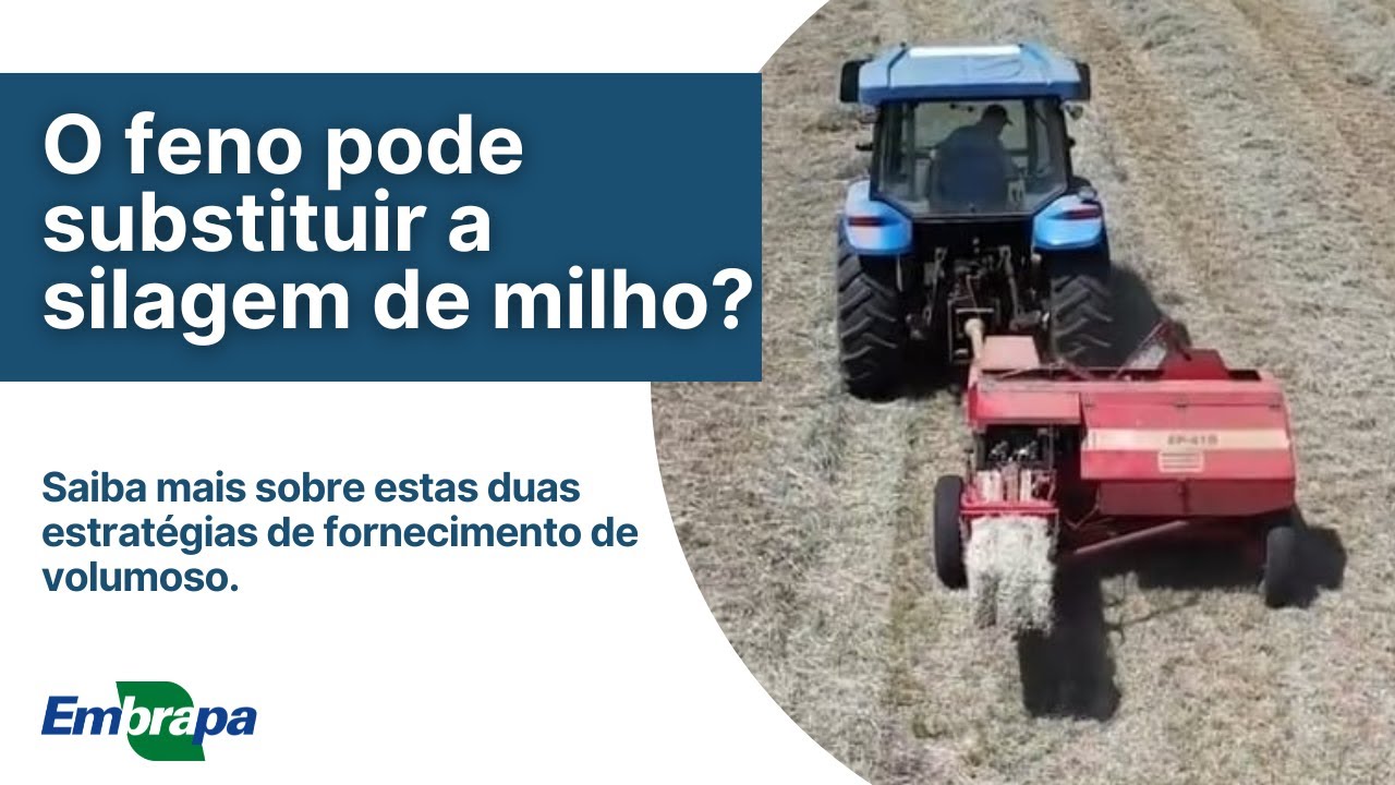 O feno pode substituir a silagem de milho?