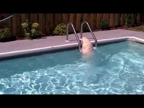 Lab Jumps Off Diving Board and Learns to Climb Out of Pool!
